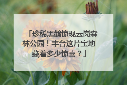 珍稀黑鹳惊现云岗森林公园！丰台这片宝地藏着多少惊喜？