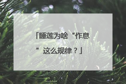 睡莲为啥“作息”这么规律？