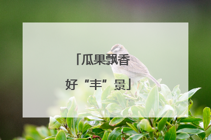 瓜果飘香 好“丰”景