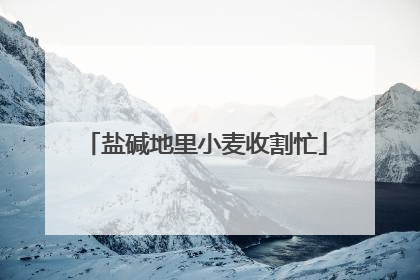 盐碱地里小麦收割忙