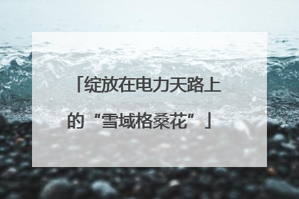 绽放在电力天路上的“雪域格桑花”