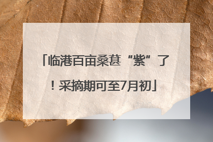临港百亩桑葚“紫”了！采摘期可至7月初