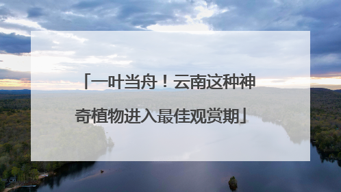 一叶当舟！云南这种神奇植物进入最佳观赏期