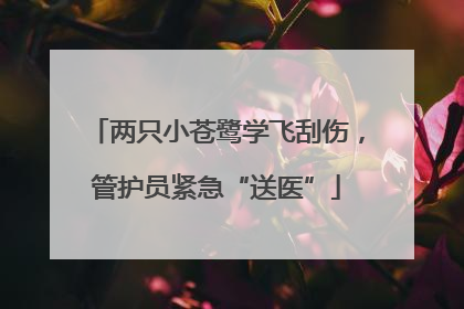 两只小苍鹭学飞刮伤，管护员紧急“送医”