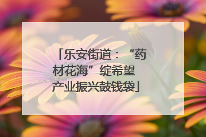 乐安街道：“药材花海”绽希望 产业振兴鼓钱袋