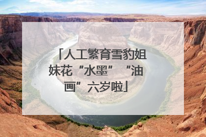 人工繁育雪豹姐妹花“水墨”“油画”六岁啦