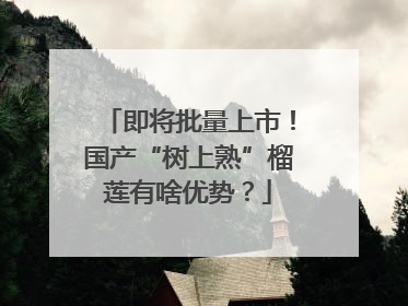 即将批量上市！国产“树上熟”榴莲有啥优势？