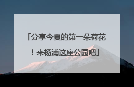 分享今夏的第一朵荷花！来杨浦这座公园吧