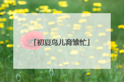 初夏鸟儿育雏忙
