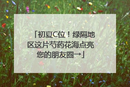 初夏C位！绿隔地区这片芍药花海点亮您的朋友圈→