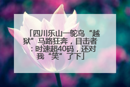 四川乐山一鸵鸟“越狱”马路狂奔，目击者：时速超40码，还对我“笑”了下