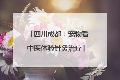 四川成都：宠物看中医体验针灸治疗