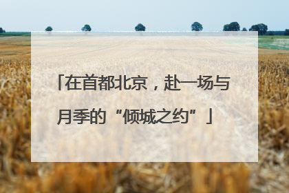 在首都北京，赴一场与月季的“倾城之约”