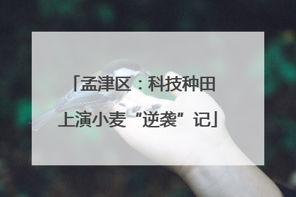 孟津区：科技种田 上演小麦“逆袭”记