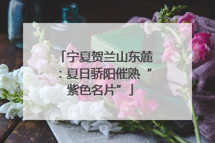 宁夏贺兰山东麓：夏日骄阳催熟“紫色名片”