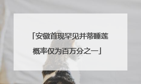 安徽首现罕见并蒂睡莲 概率仅为百万分之一