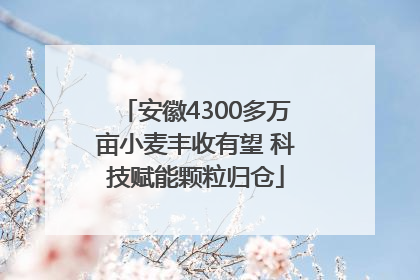 安徽4300多万亩小麦丰收有望 科技赋能颗粒归仓