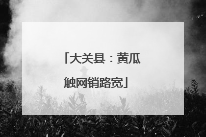 大关县：黄瓜触网销路宽