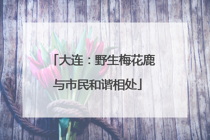 大连：野生梅花鹿与市民和谐相处