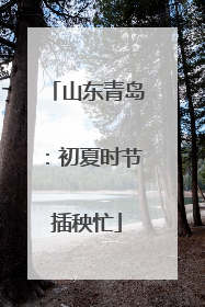 山东青岛：初夏时节插秧忙