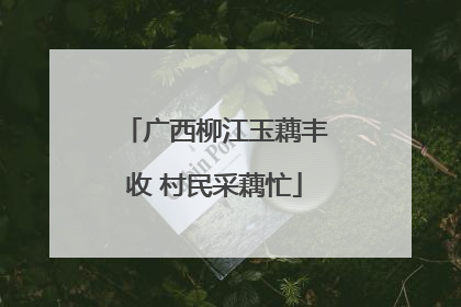 广西柳江玉藕丰收 村民采藕忙