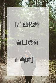 广西梧州：夏日赏荷正当时