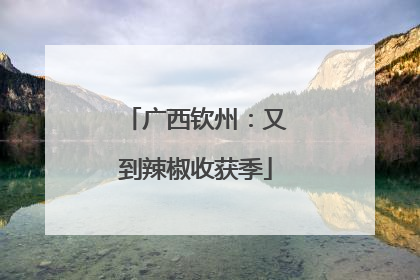 广西钦州：又到辣椒收获季