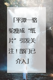 平潭一骆驼瘦成“纸片”引发关注！部门已介入