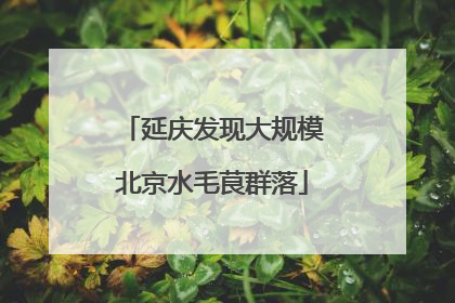 延庆发现大规模北京水毛茛群落