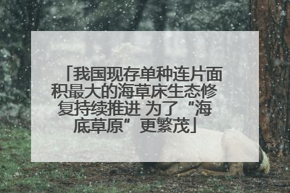 我国现存单种连片面积最大的海草床生态修复持续推进 为了“海底草原”更繁茂