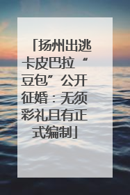 扬州出逃卡皮巴拉“豆包”公开征婚：无须彩礼且有正式编制