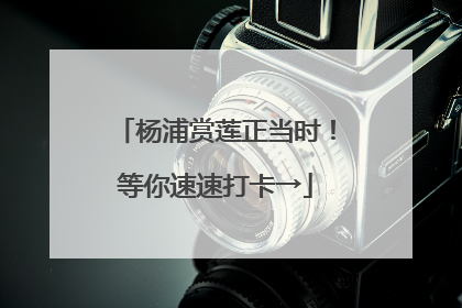 杨浦赏莲正当时！等你速速打卡→