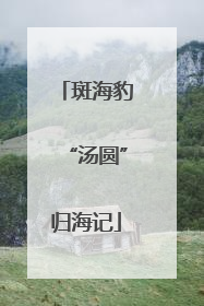 斑海豹“汤圆”归海记