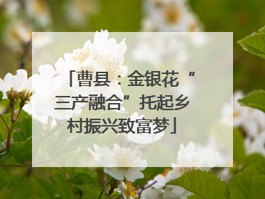 曹县：金银花“三产融合”托起乡村振兴致富梦