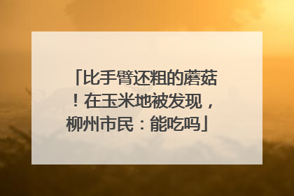比手臂还粗的蘑菇！在玉米地被发现，柳州市民：能吃吗