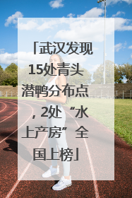 武汉发现15处青头潜鸭分布点，2处“水上产房”全国上榜