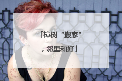樟树“搬家”，邻里和好