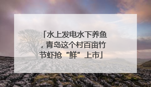 水上发电水下养鱼，青岛这个村百亩竹节虾抢“鲜”上市