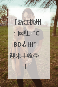 浙江杭州：网红“CBD麦田”迎来丰收季