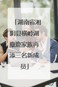 湖南省湘阴县横岭湖麋鹿家族再添三名新成员