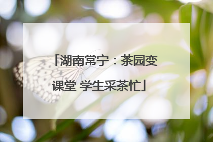 湖南常宁：茶园变课堂 学生采茶忙