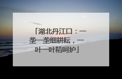 湖北丹江口：一垄一垄细耕耘，一叶一叶精呵护