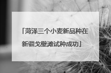 菏泽三个小麦新品种在新疆戈壁滩试种成功