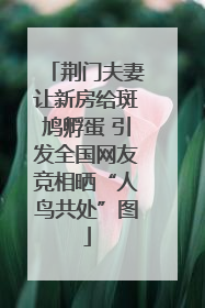 荆门夫妻让新房给斑鸠孵蛋 引发全国网友竞相晒“人鸟共处”图
