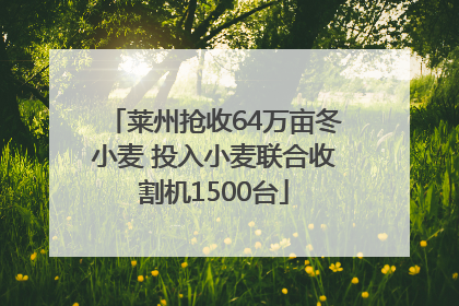 莱州抢收64万亩冬小麦 投入小麦联合收割机1500台