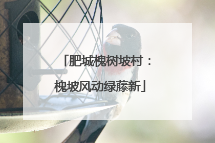 肥城槐树坡村：槐坡风动绿藤新