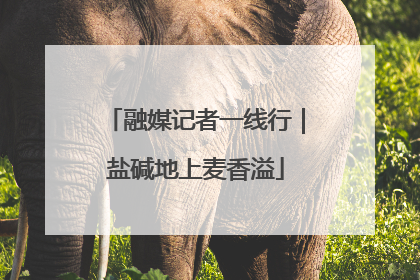 融媒记者一线行｜盐碱地上麦香溢