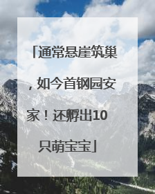 通常悬崖筑巢，如今首钢园安家！还孵出10只萌宝宝