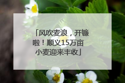 风吹麦浪，开镰啦！顺义15万亩小麦迎来丰收