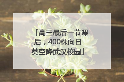 高三最后一节课后，400株向日葵空降武汉校园